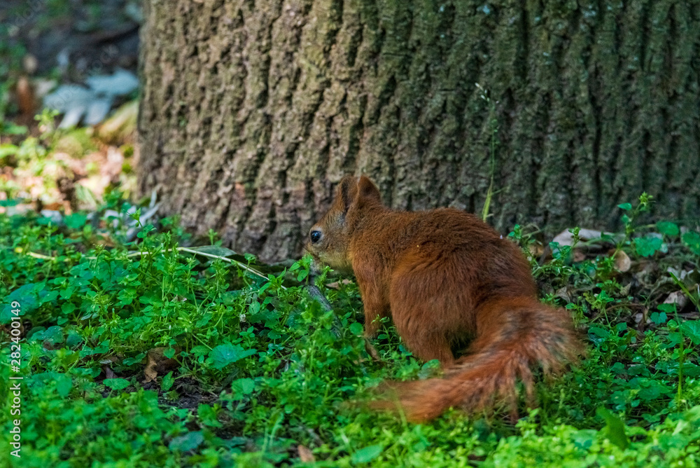 A squirrel runs on the grass near a tree. A squirrel runs on the grass near a tree.