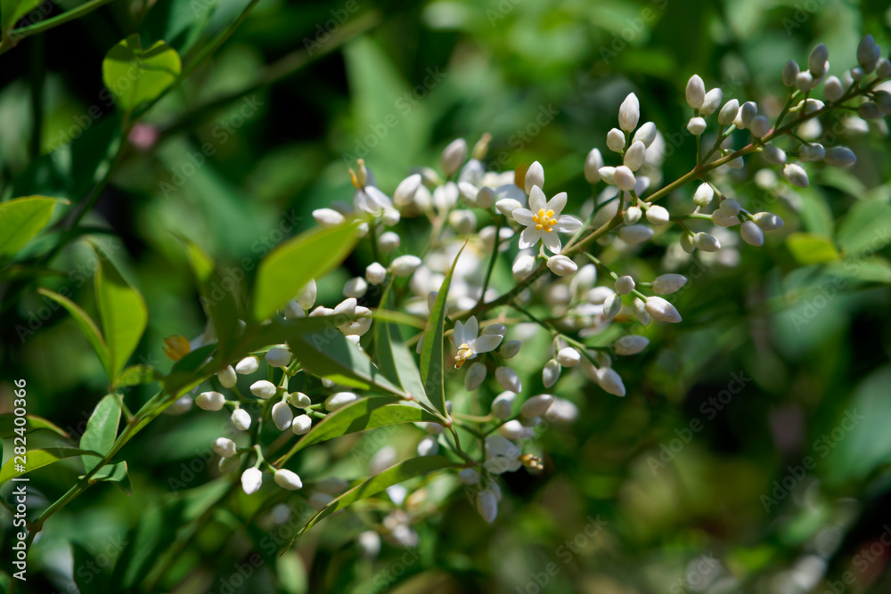 Fototapeta premium Nanten tree with beautiful little flowers