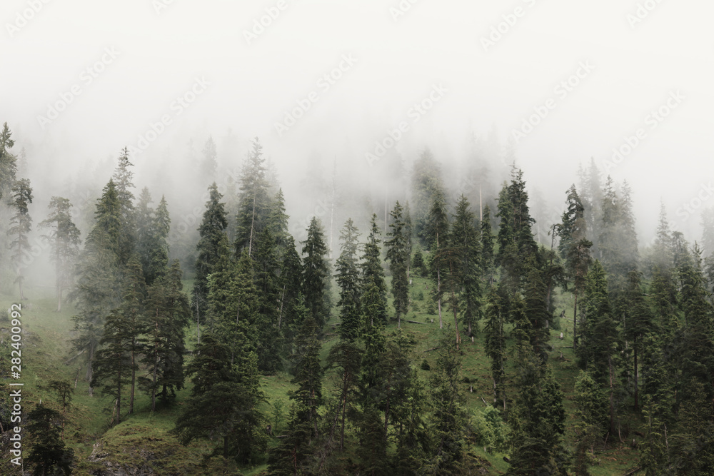 Berg und Wald im Nebel