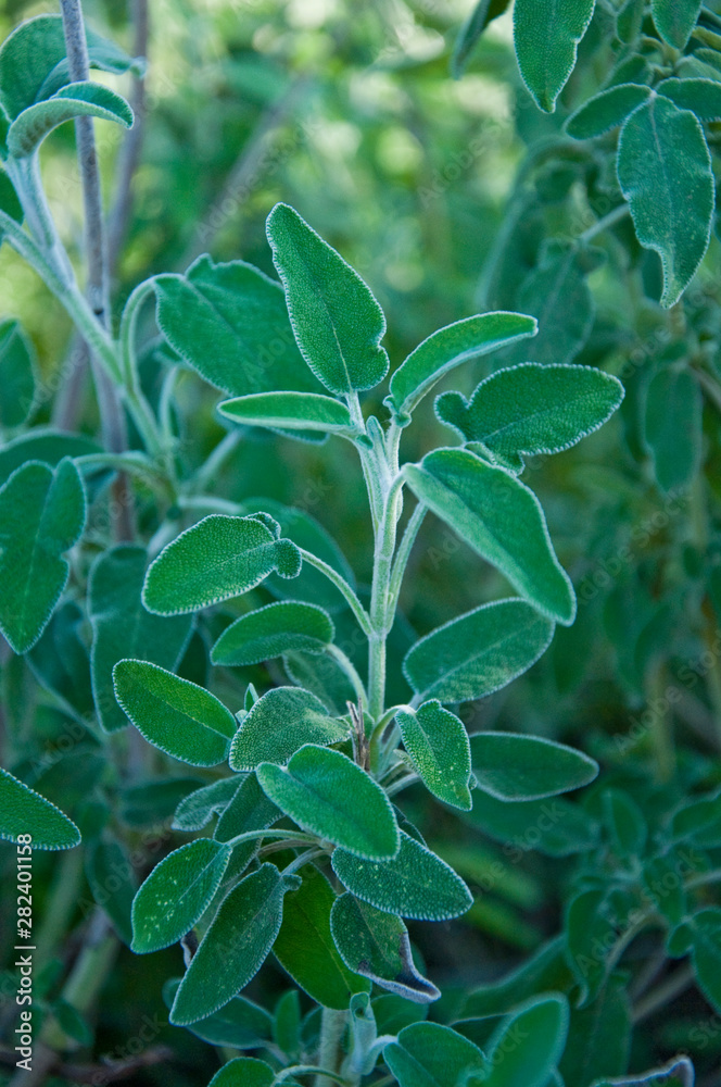 Fototapeta premium Common Sage Salvia, Herb, Spice, Medditerranean food