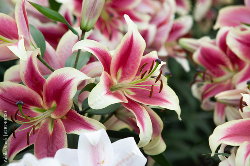 a lot of mix purple and white lily
