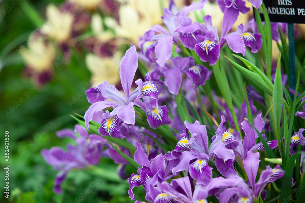 purple floral in spring season