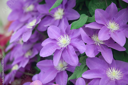 purple floral on the wall