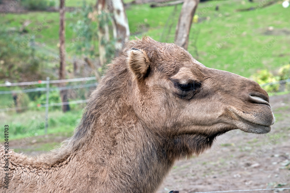 this is a side view of a camel
