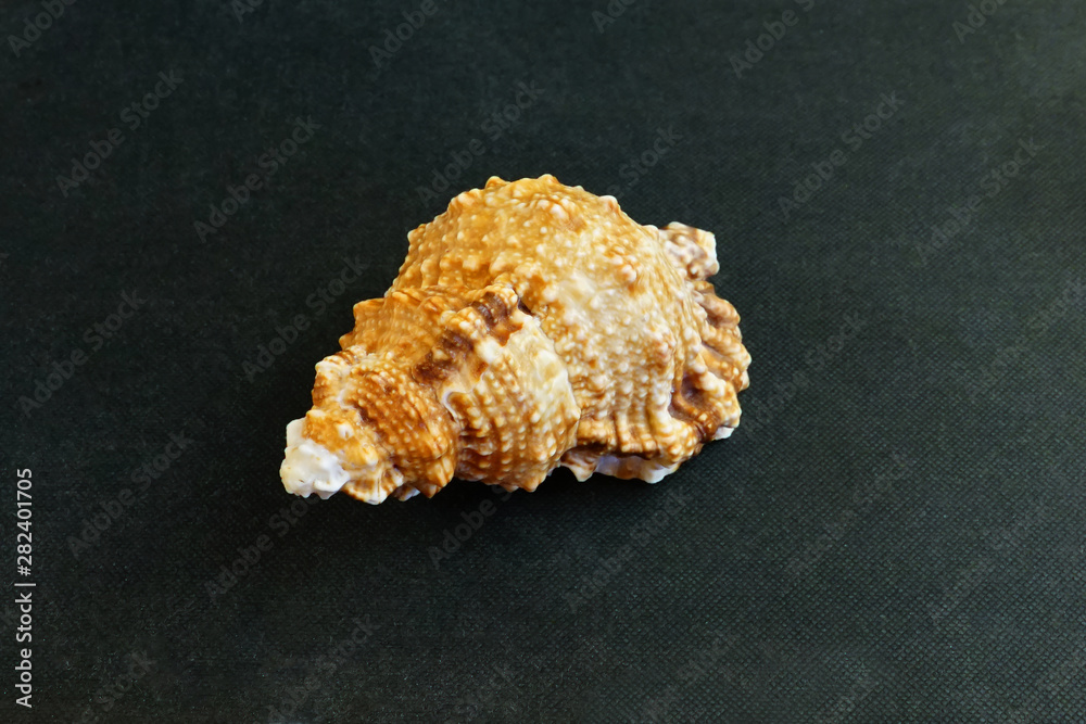 The seashell lies on a black background of Tutufa bubo The seashell lies on a black background of Tutufa bubo