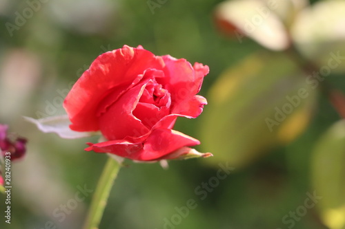Red Rose flower with raindrops on background blured flowers. Nature.