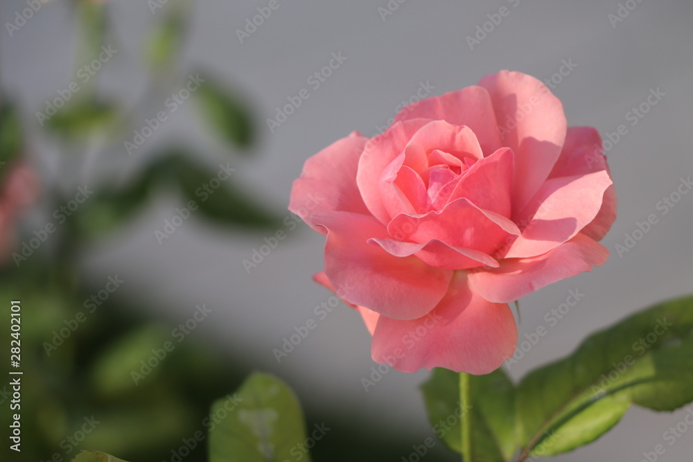 Pink Rose flower with raindrops on background blured flowers. Nature. Pink Rose flower with raindrops on background blured flowers. Nature.