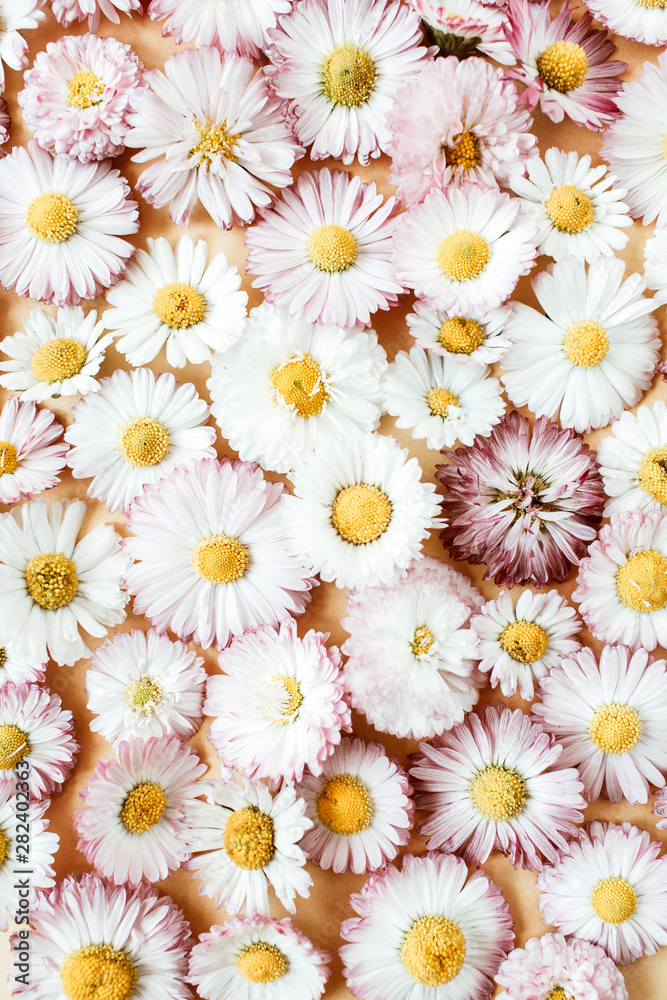 Fototapeta premium Daisy chamomile flower buds background. Flat lay, top view minimal summer floral pattern composition.