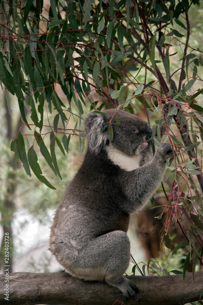 Obraz premium a side view of a koala