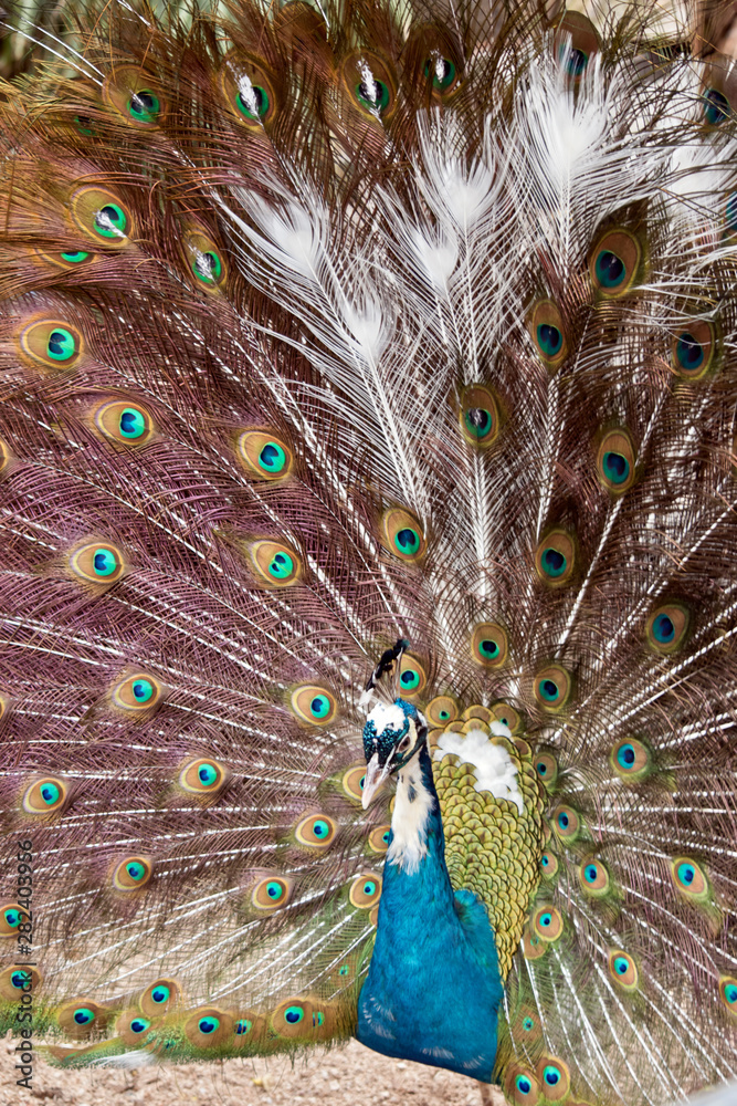 Obraz premium this is a close up of a male peacock showing his tail