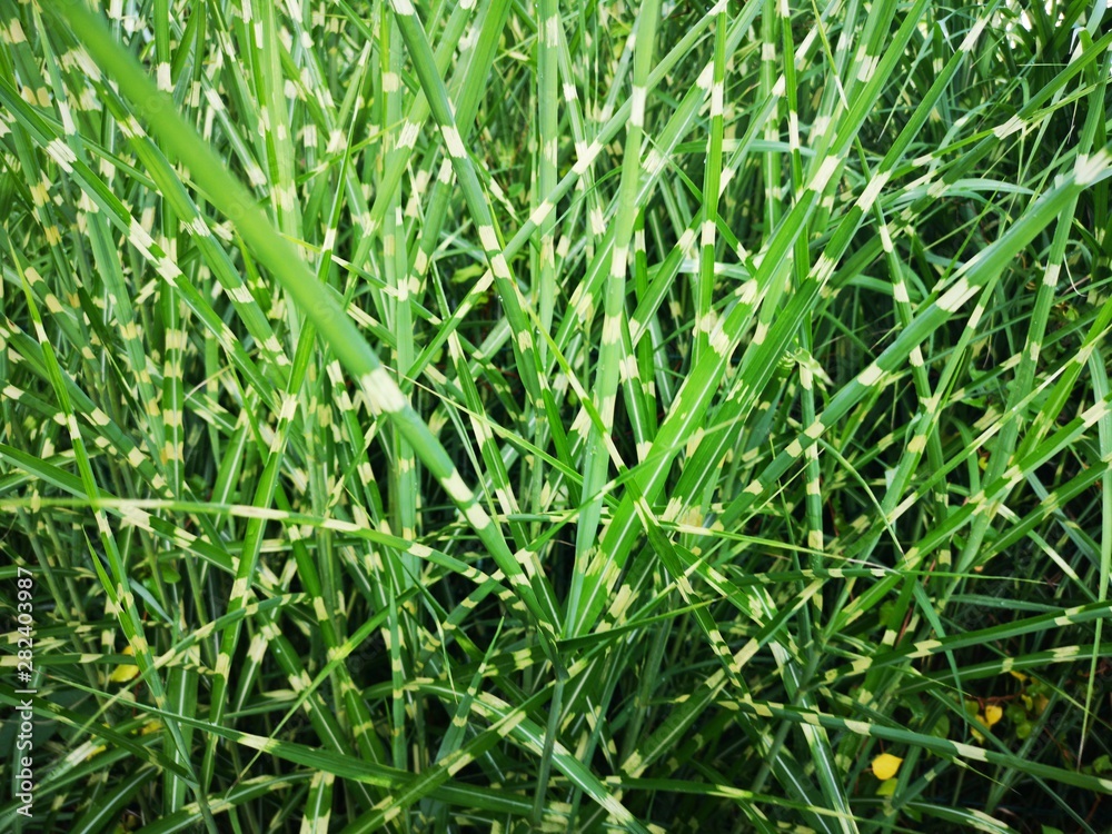 Obraz premium exotische Gräser