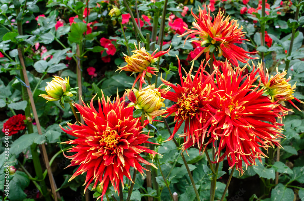 Chrysanthemum Blossoms