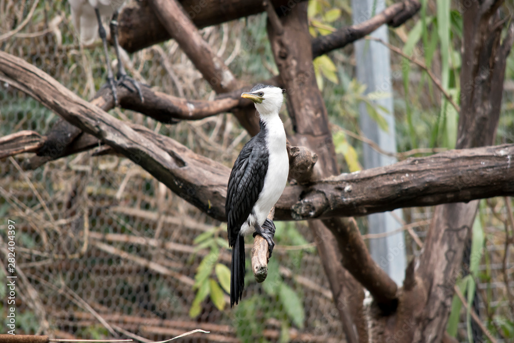 Fototapeta premium the pied cormorant is perched on a branch