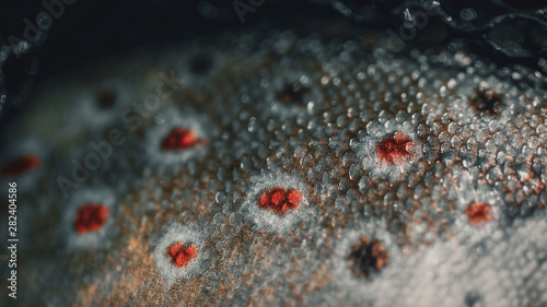 Close-up of brown trout scales