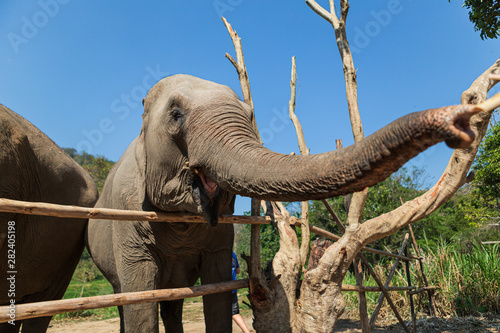 Elephants in Chiang Mai s Elephant Nature Park  Thailand