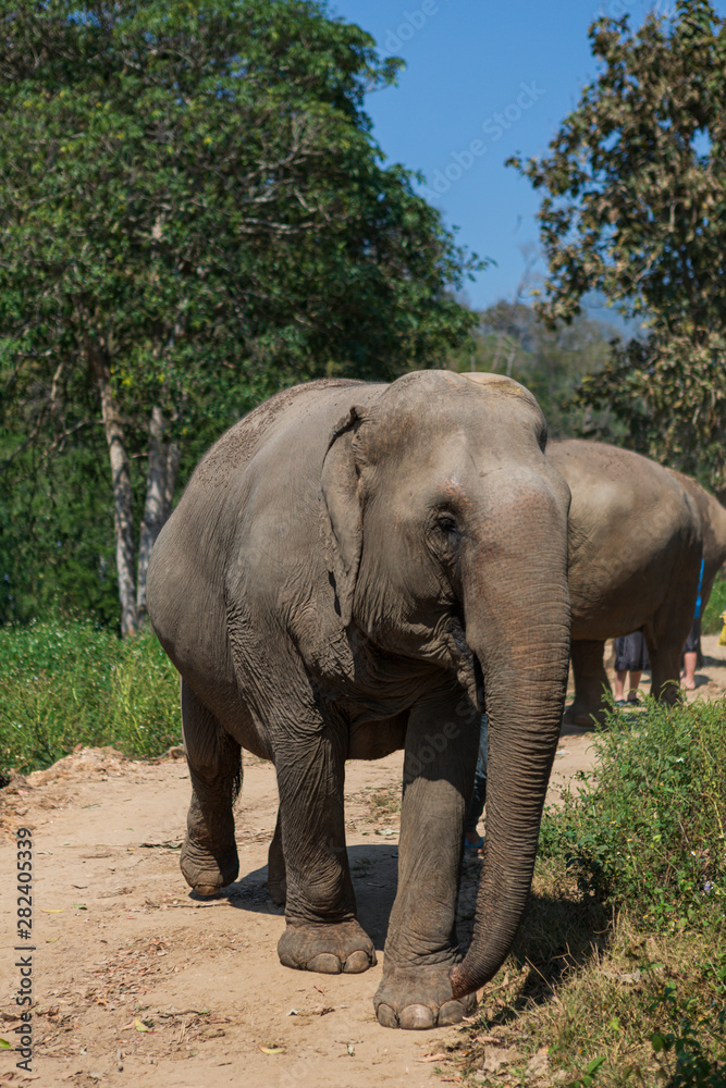 Elephants in Chiang Mai's Elephant Nature Park, Thailand