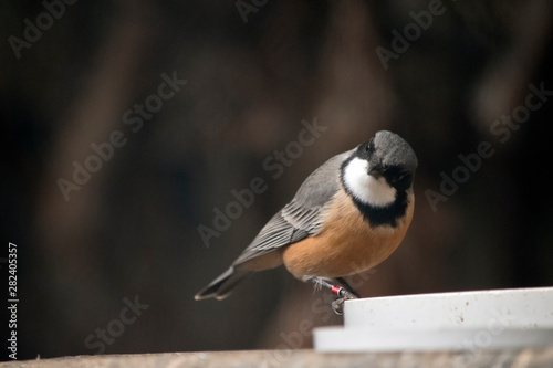 a rufous whistler feeding