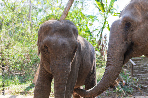 Elephants in Chiang Mai s Elephant Nature Park  Thailand