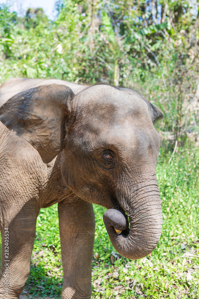 Fototapeta premium Elephants in Chiang Mai's Elephant Nature Park, Thailand