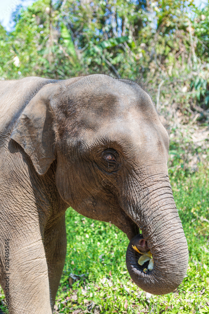 Fototapeta premium Elephants in Chiang Mai's Elephant Nature Park, Thailand