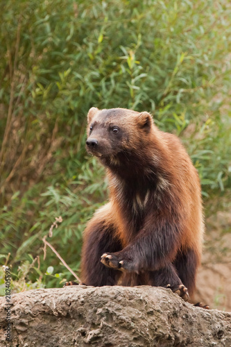 Crossed legs - a touching predator. beautiful wolverine with shiny fur on a rock on a background of green thickets of grass,