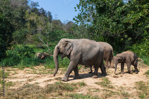 Elephants in Chiang Mai s Elephant Nature Park  Thailand