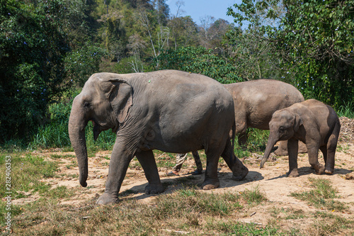 Elephants in Chiang Mai s Elephant Nature Park  Thailand