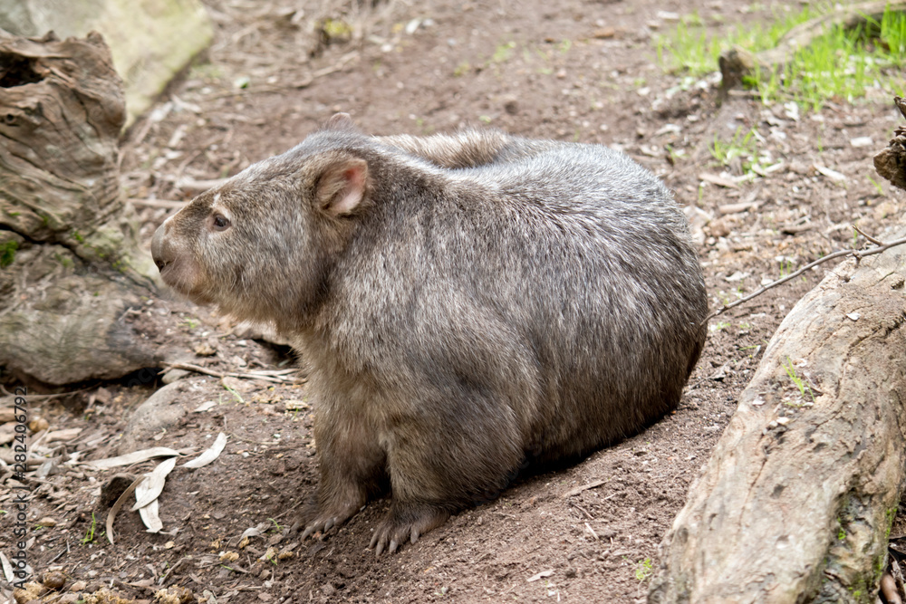 a common wombat is having a scratch a common wombat is having a scratch