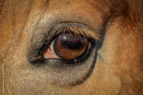 Auge eines Pferdes 