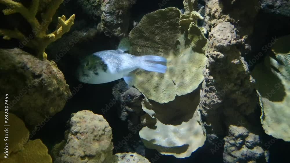 Putt Fish The putter fish also called blowfish scientifically known as ...