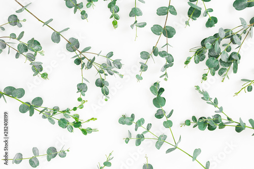 Floral background with green eucalyptus branches on white. Flat lay