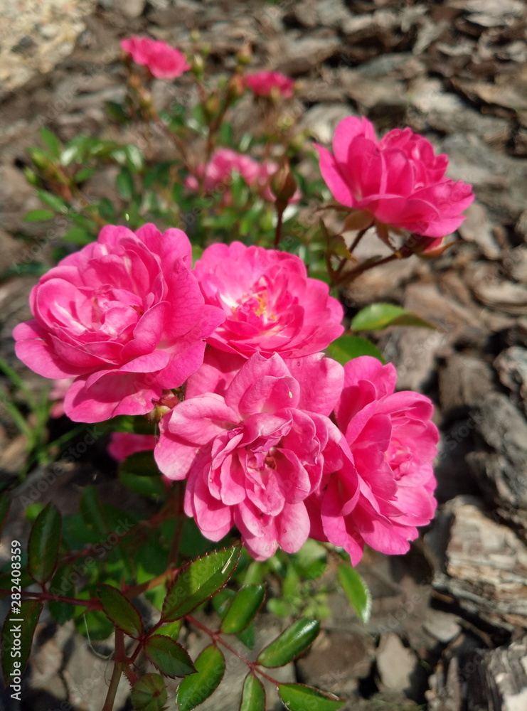 beautiful street roses in a sunny weather