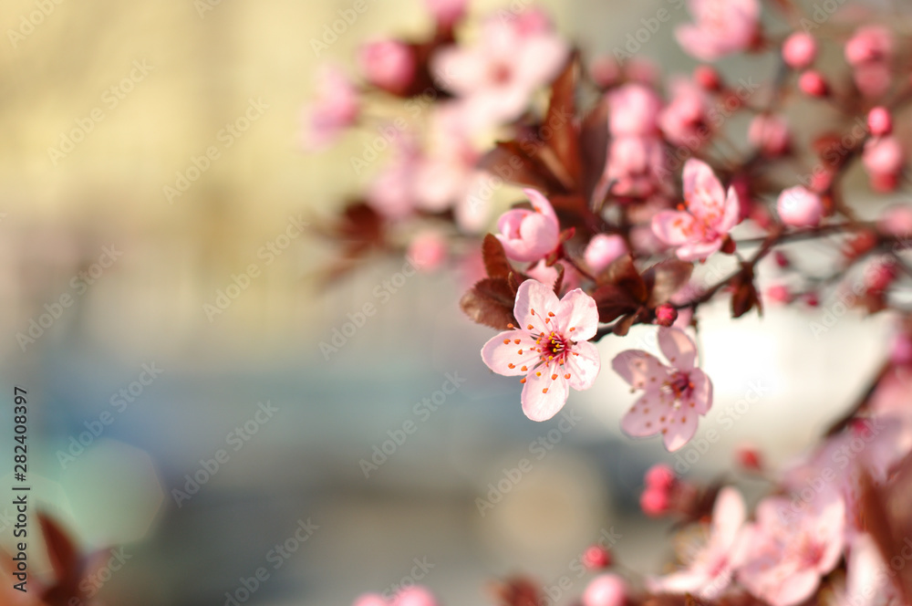 Pink flowers against a blurred background Pink flowers against a blurred background