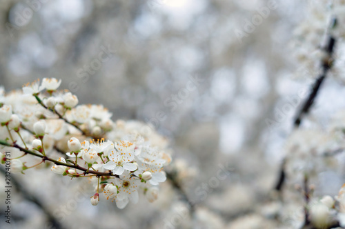 White flowers against a blurred background © Mihai