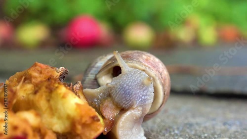 Snail apple while eating on concrete, front view close up. Fruits in the background on the ground, blurred.
