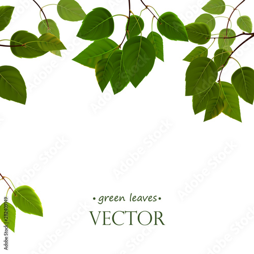 Branches with fresh green leaves, vector background. Leaflets hang from above.