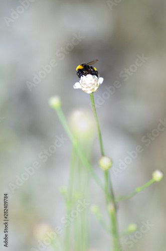 bee on wild carnation © ana