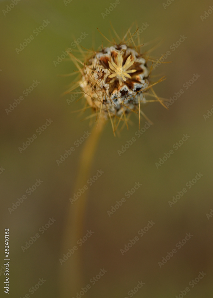 original and beautiful dandelions