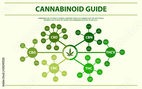 Cannabinoid Guide horizontal infographic illustration about cannabis as herbal alternative medicine and chemical therapy, healthcare and medical science vector. photo