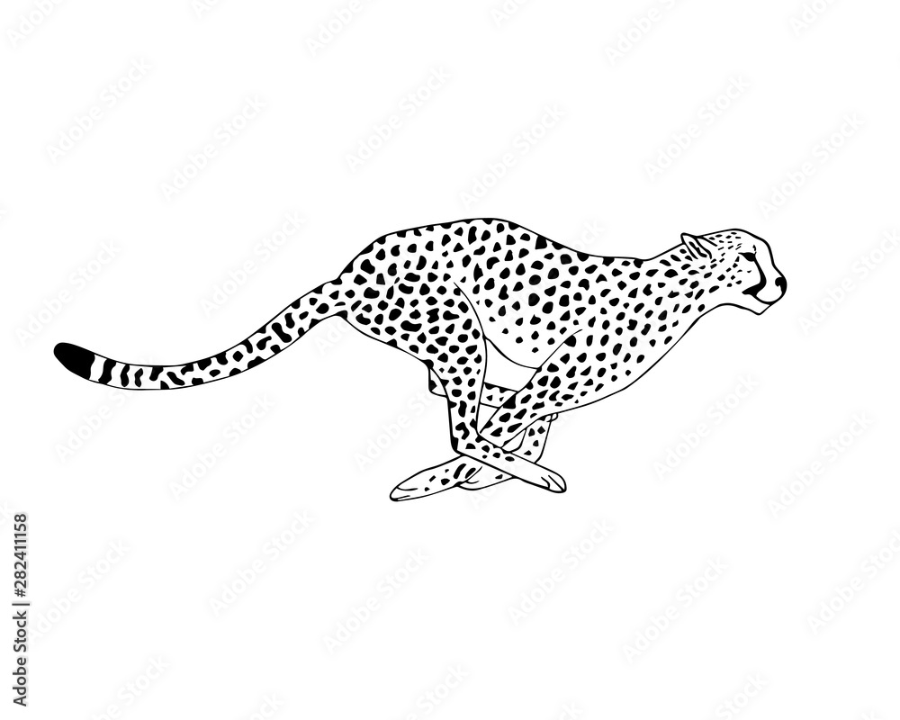Vector black line hand drawn running cheetah isolated on white background