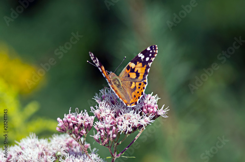 Flowers and insects in the bosom of nature. Polish parks and meadows photo