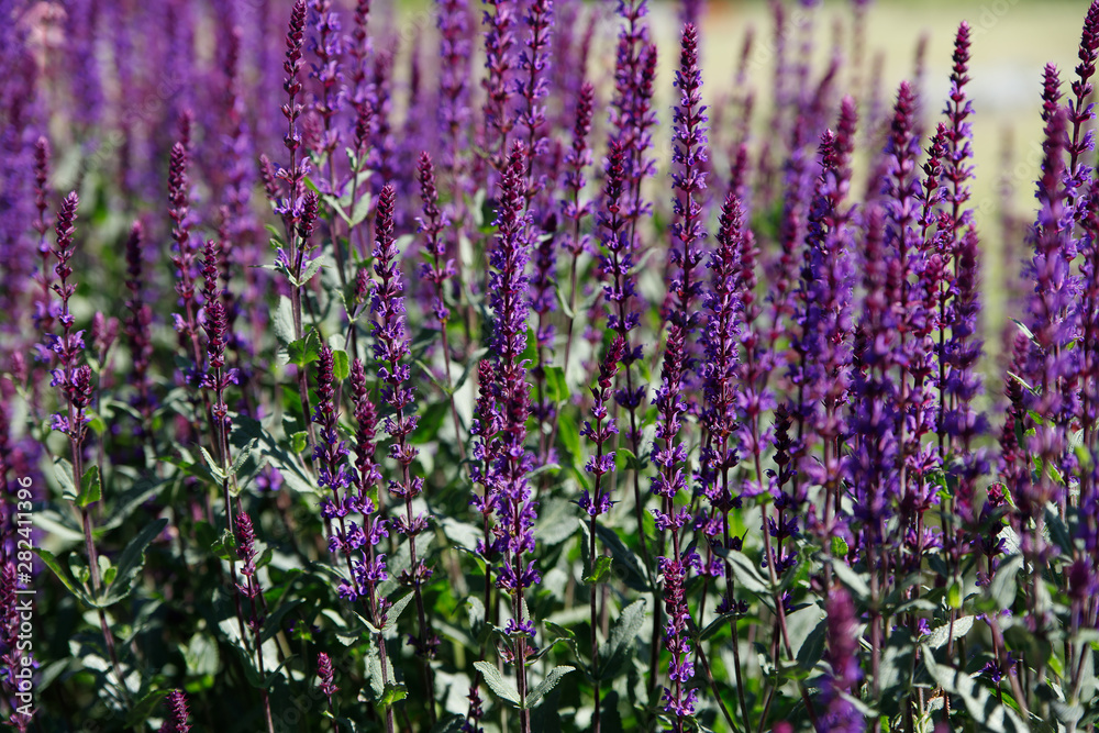 Obraz premium Group of violet flowers Salvia nemorosa Caradonna