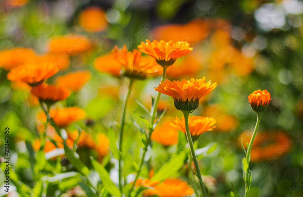 Blurred background with blooming calendula in summer. Colorful wide horizontal floral Wallpaper