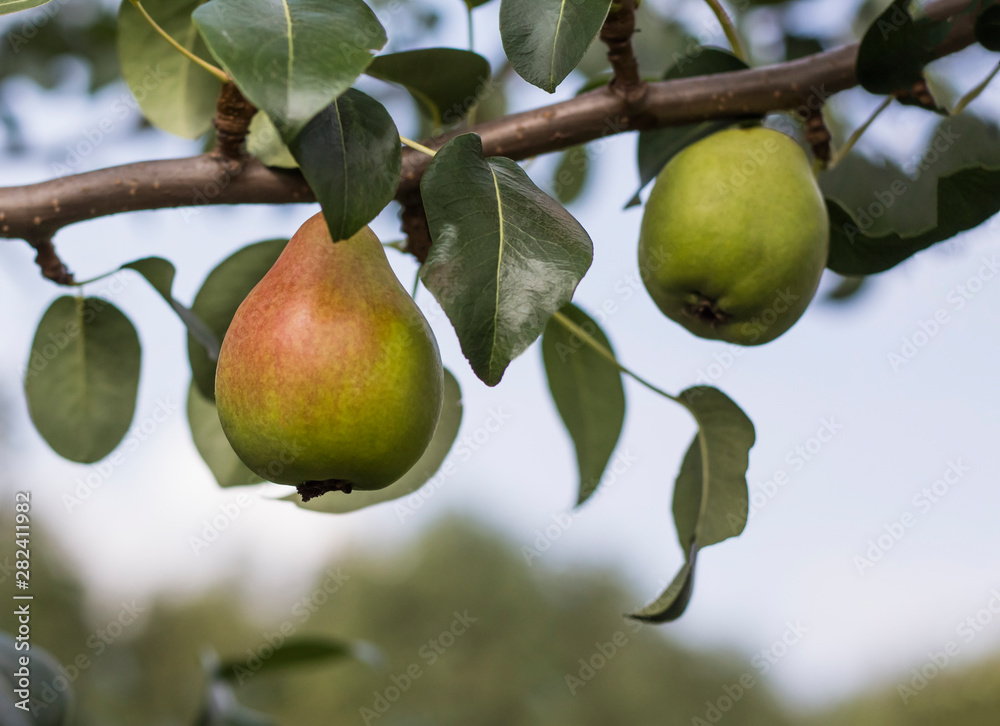 Fruits of sweet pear on a tree branch in the orchard Fruits of sweet pear on a tree branch in the orchard