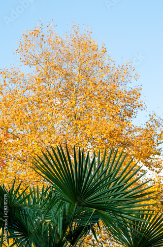 Palm tree and autumn tree