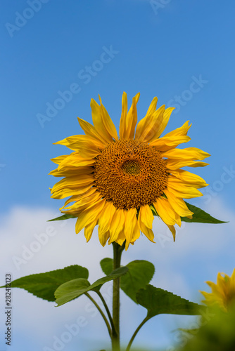 one yellow sunflower closeup on blue sky background