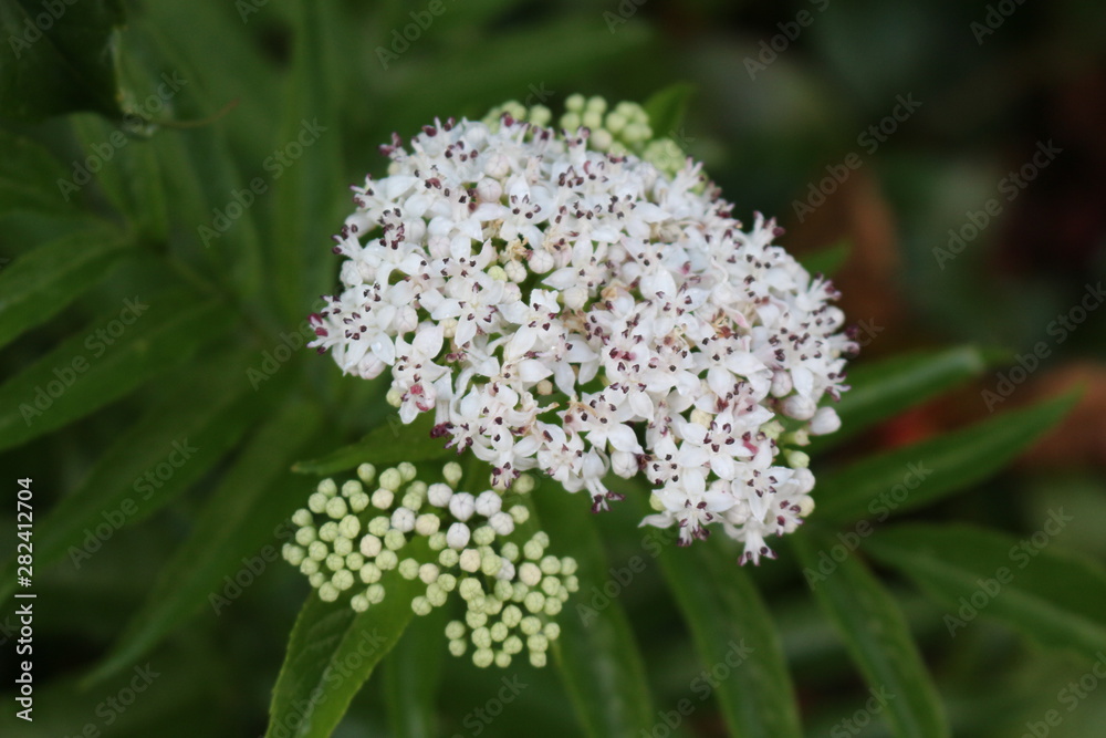 White fragrant flowers bloom on elderberry bush in summer. White fragrant flowers bloom on elderberry bush in summer.