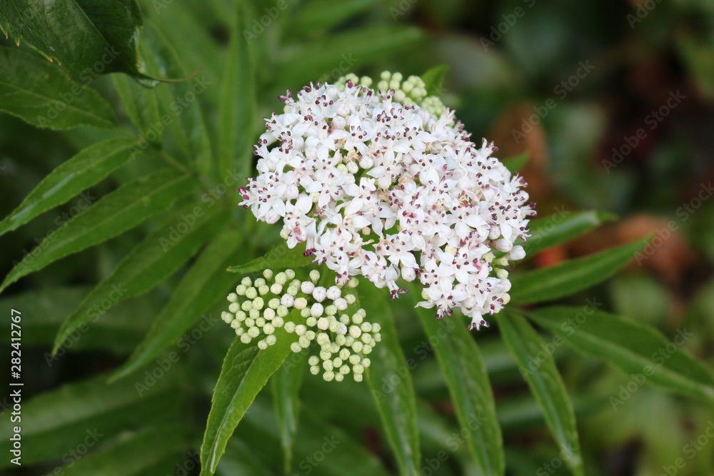 White fragrant flowers bloom on elderberry bush in summer. White fragrant flowers bloom on elderberry bush in summer.