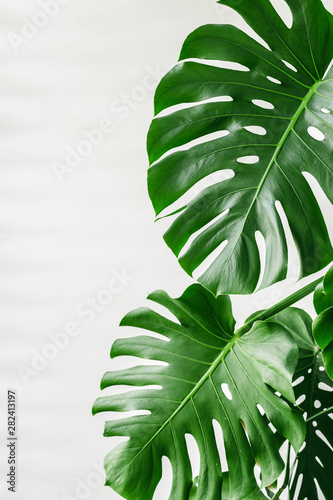 Fototapeta Naklejka Na Ścianę i Meble -  Exotic tropical monstera palm leaves at home.