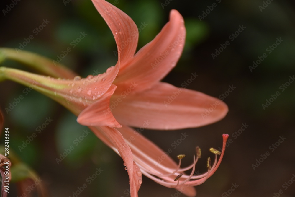 Obraz premium flower Amaryllis
